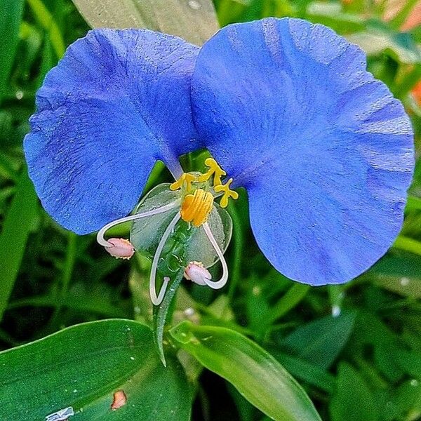 Commelina communis Bloem