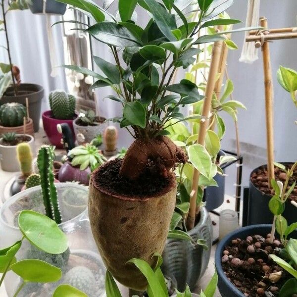 Ficus microcarpa Fulla