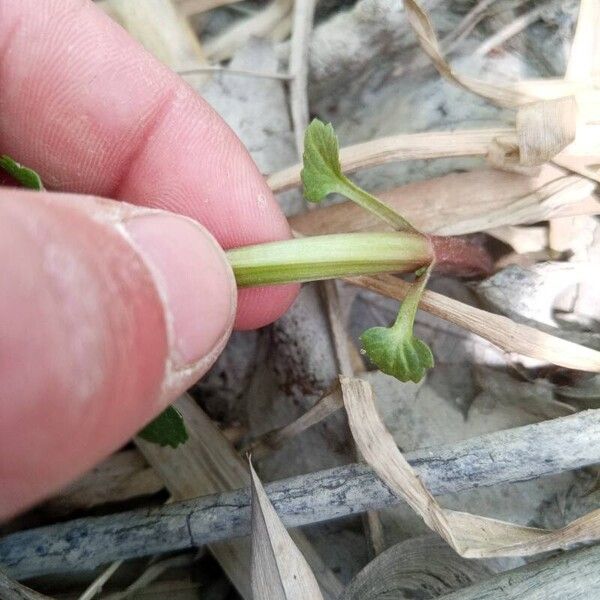 Scutellaria lateriflora Altro