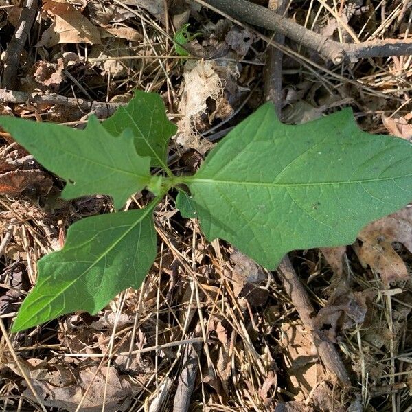 Solanum carolinense Blad