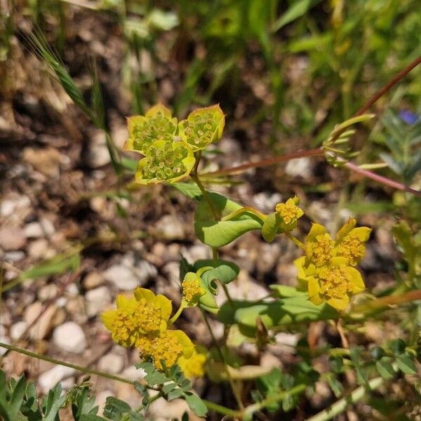 Bupleurum lancifolium പുഷ്പം