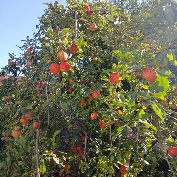 Malus domestica Hábito