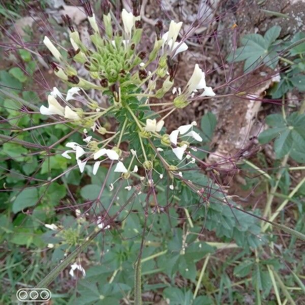 Cleome gynandra Kukka