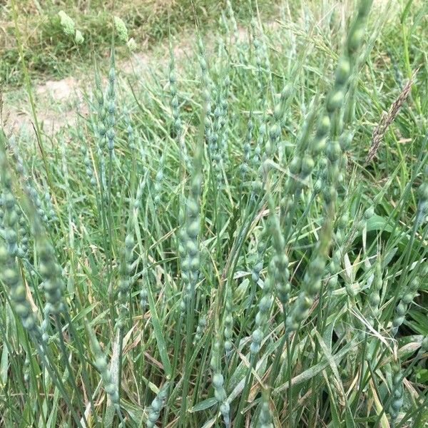 Aegilops ventricosa Плод