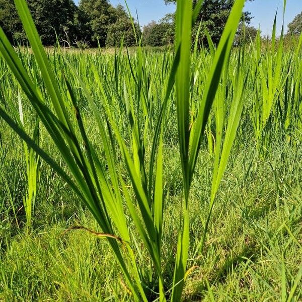 Acorus calamus Blad