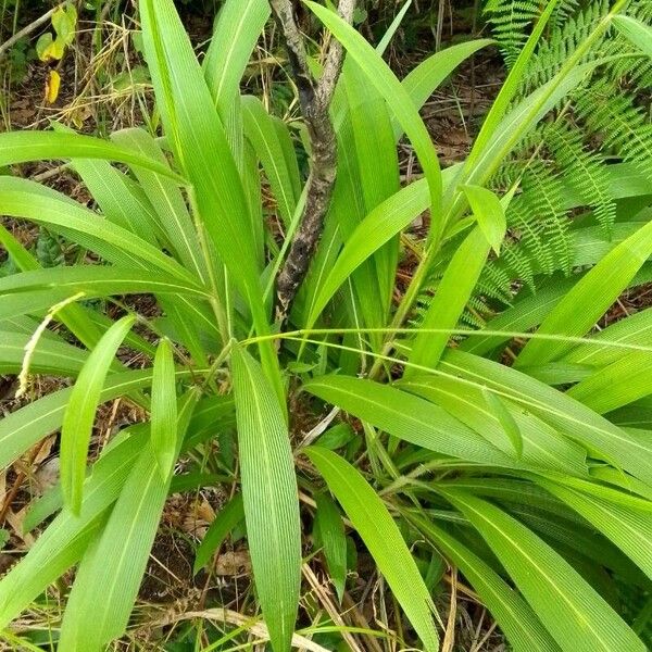 Setaria palmifolia Levél