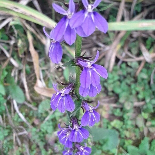 Lobelia puberula Flower