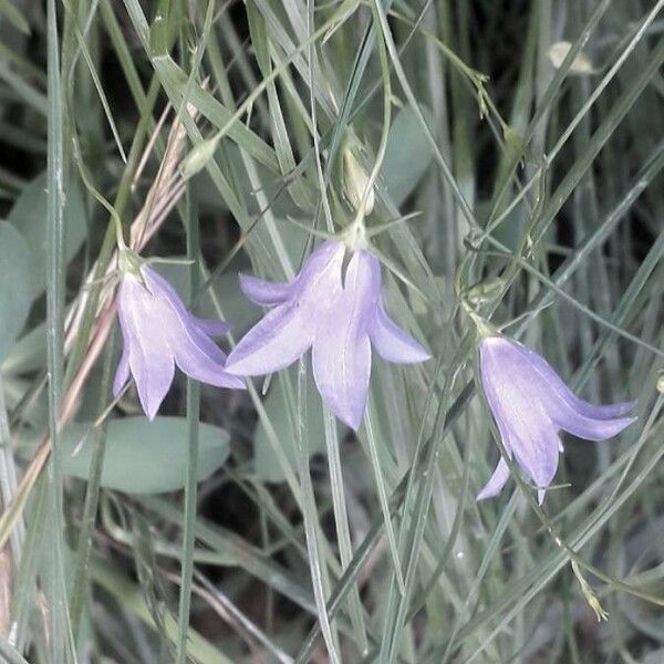 Campanula rotundifolia Flower