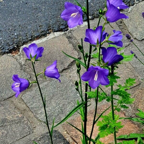 Campanula persicifolia Blomst