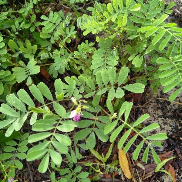 Tephrosia purpurea Leaf