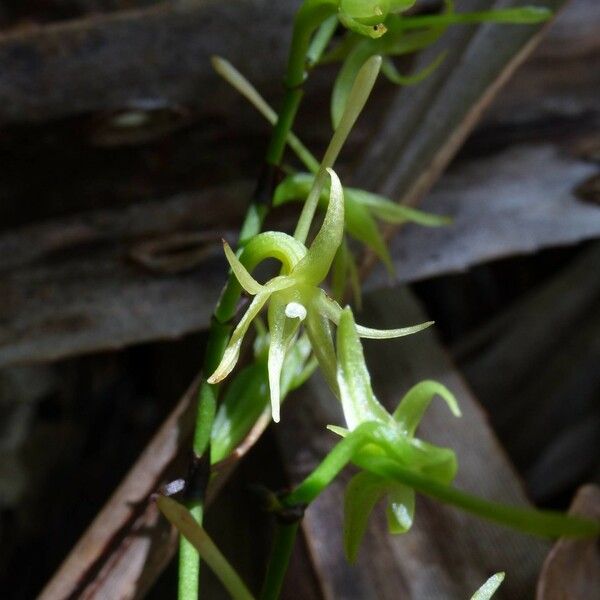 Angraecum calceolus Blomst