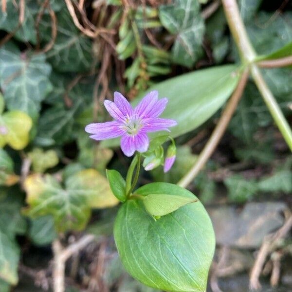 Claytonia sibirica Žiedas