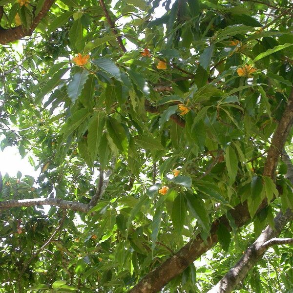 Magnolia champaca ᱛᱟᱦᱮᱸ