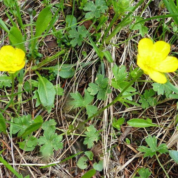 Ranunculus montanus Žiedas