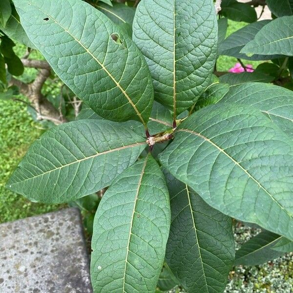 Ficus pancheriana 葉