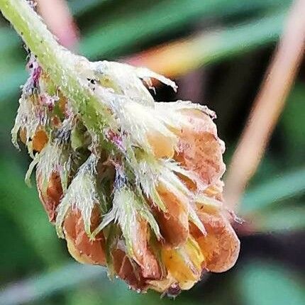 Trifolium aureum Flor