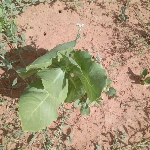 Schouwia purpurea Leaf