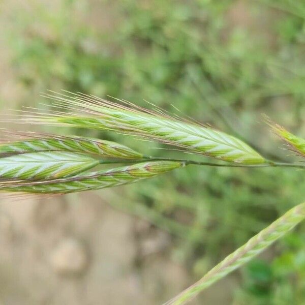 Bromus racemosus Frugt