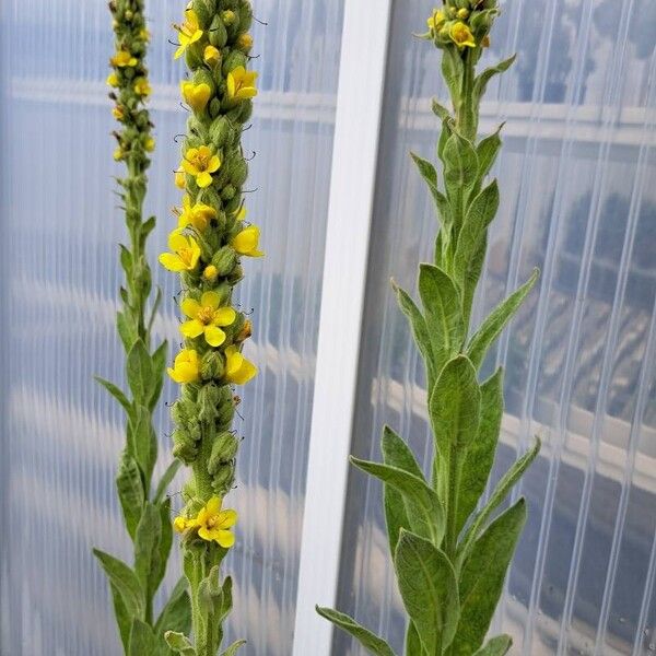 Verbascum densiflorum 花