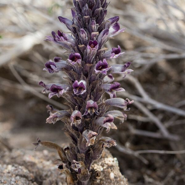 Orobanche cooperi Цвят