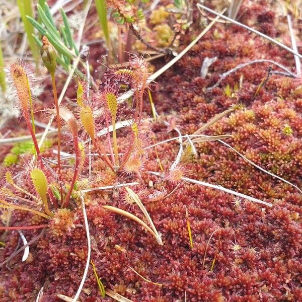 Drosera anglica Cvet