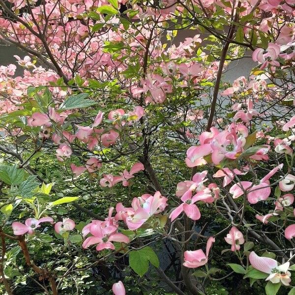 Cornus florida 形態