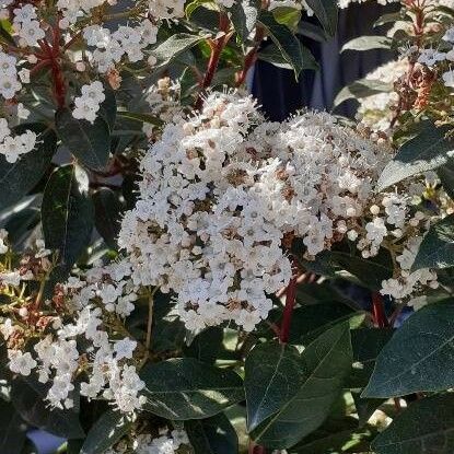 Viburnum tinus Кветка