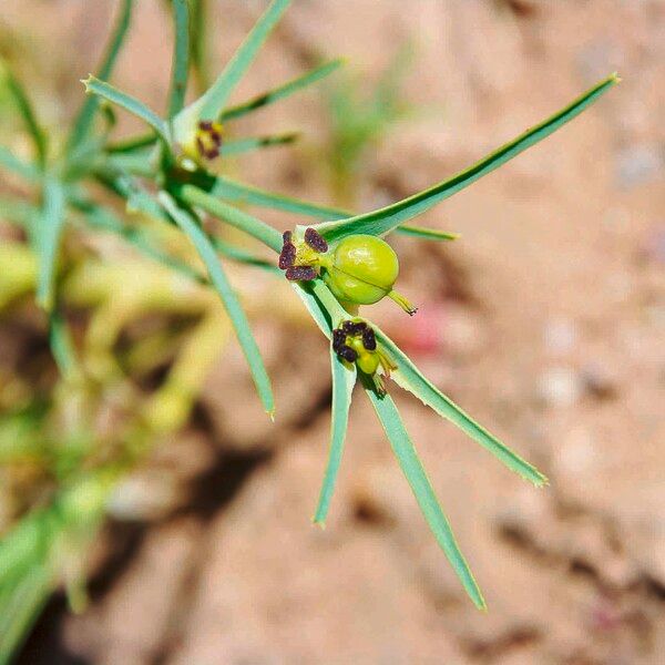 Euphorbia calyptrata Fruchs