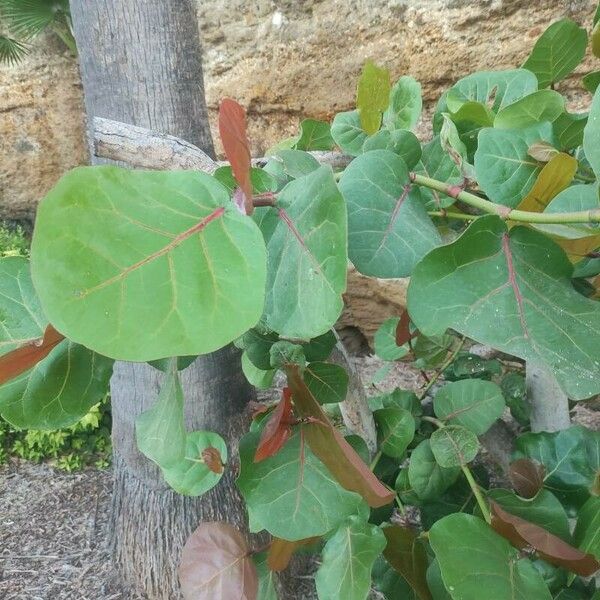 Coccoloba uvifera Листок