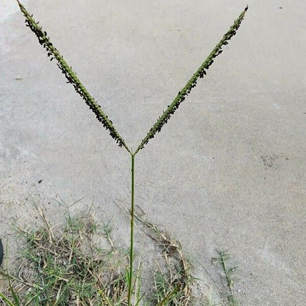 Paspalum notatum Leaf