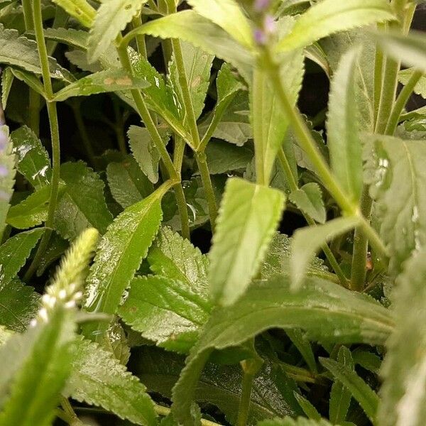 Veronica spicata Hoja