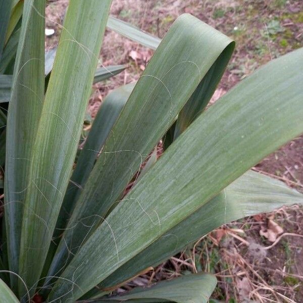 Yucca filamentosa Blatt