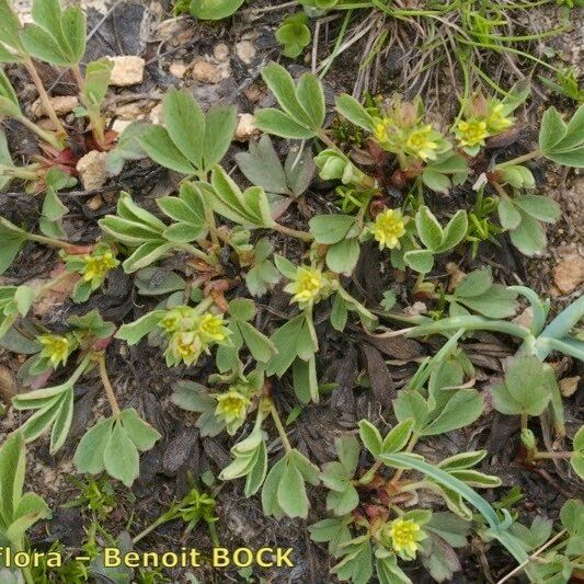 Sibbaldia procumbens Hábito