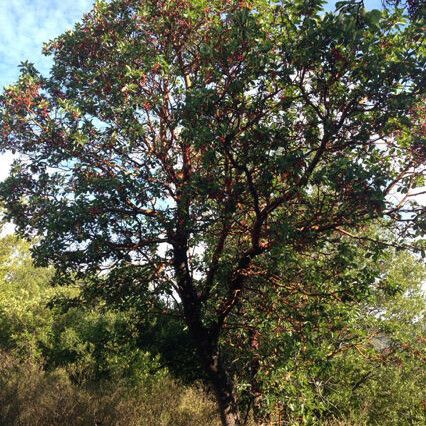 Arbutus menziesii 整株植物