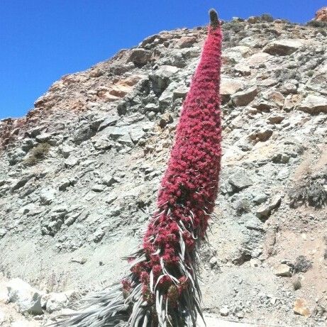 Echium wildpretii Flower