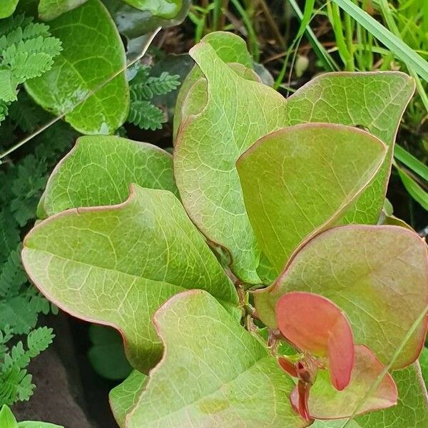 Ximenia americana Leaf