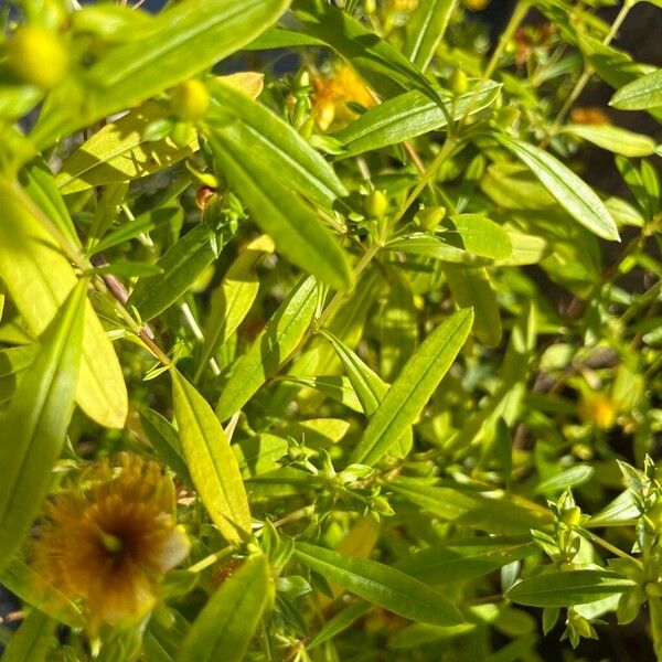 Hypericum prolificum Листок