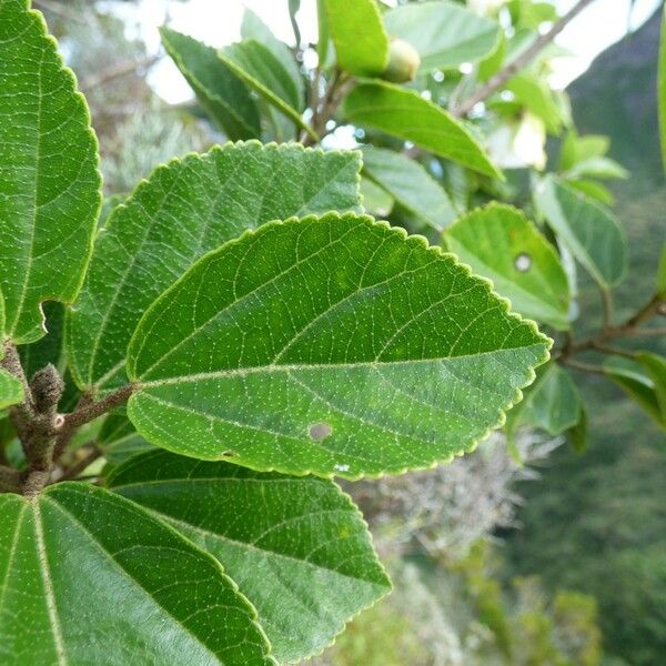Trochetia granulata 葉