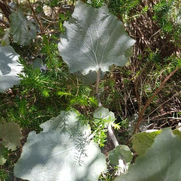 Abutilon grandifolium 葉