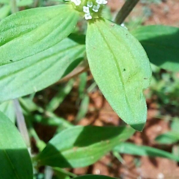 Mitracarpus hirtus Folha