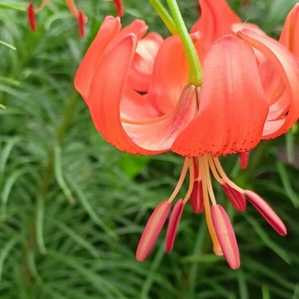 Lilium pomponium Flower