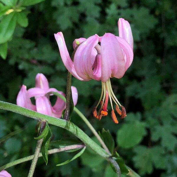 Lilium martagon Flower