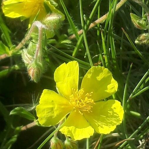 Helianthemum nummularium फूल