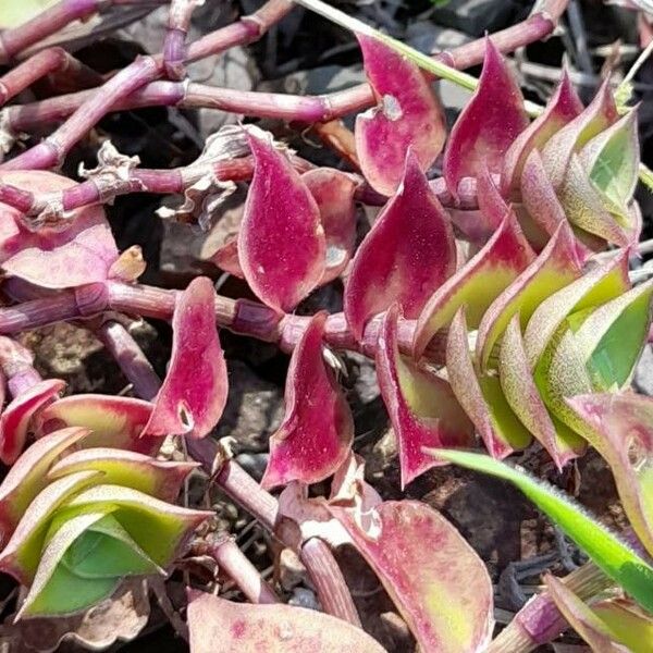 Callisia repens Fuelha