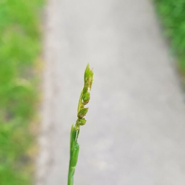 Carex canescens ᱵᱟᱦᱟ