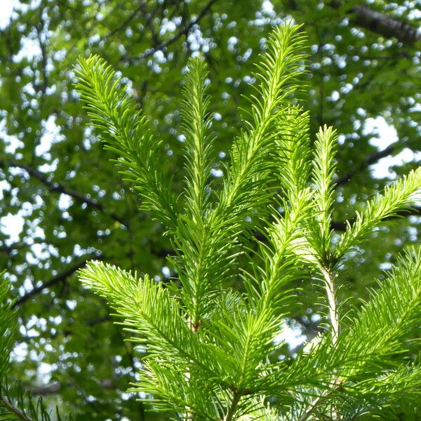 Abies sibirica List