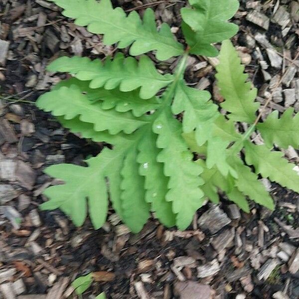 Onoclea sensibilis Leaf