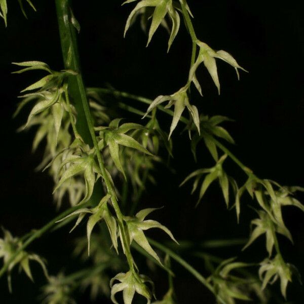 Stenanthium gramineum ফুল