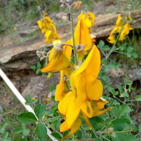 Crotalaria laburnifolia Çiçek