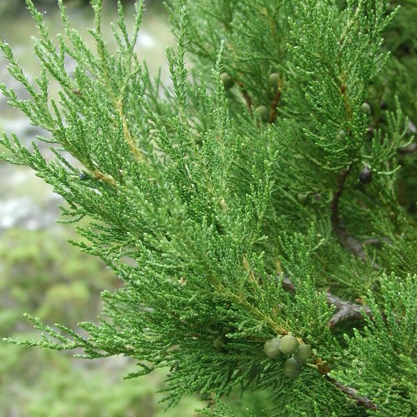 Juniperus excelsa Folha